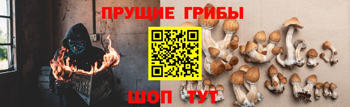 Псилоцибиновые грибы прущие грибы  наркотики  Грозный 